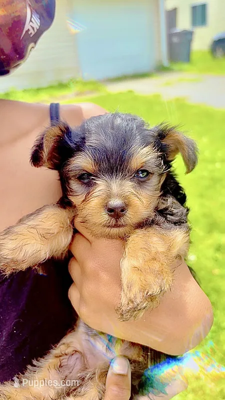 Bailey – Yorkshire Terrier, Poodle - Toy  puppy for sale in Indianapolis, IN