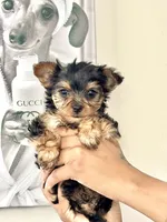 Bailey, a male Yorkshire Terrier and Poodle - Toy  for sale in Indianapolis, IN – 6 of 6