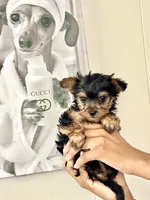 Bailey, a male Yorkshire Terrier and Poodle - Toy  for sale in Indianapolis, IN – 2 of 6