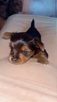 Baccarat, a male Yorkshire Terrier and Poodle - Toy  for sale in Indianapolis, IN – 3 of 3