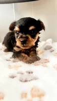Bailey, a male Yorkshire Terrier and Poodle - Toy  for sale in Indianapolis, IN – 4 of 4