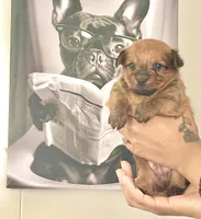 Nugget, a male Yorkshire Terrier and Miniature Dachshund for sale in Indianapolis, IN – 4 of 4