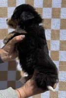 Mr Black, a male Bernese Mountain Dog for sale in Stickney, SD – 4 of 6