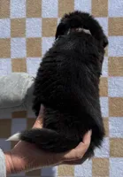 Merica, a female Bernese Mountain Dog for sale in Stickney, SD – 4 of 5