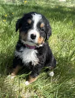 Flo, a female Bernese Mountain Dog for sale in Stickney, SD – 2 of 10