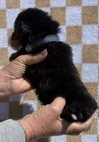 Denim, a male Bernese Mountain Dog for sale in Stickney, SD – 3 of 5