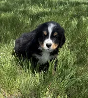 Aztec, a male Bernese Mountain Dog for sale in Stickney, SD – 3 of 8