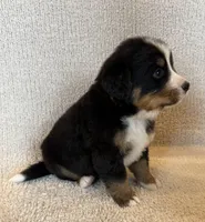 Hunter, a male Bernese Mountain Dog for sale in Stickney, SD – Photo 4 of 6