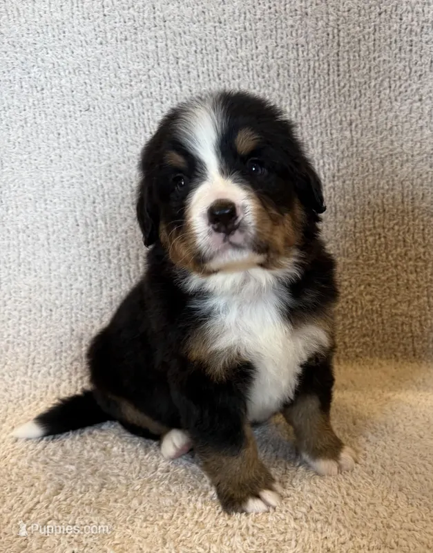 Hunter – Bernese Mountain Dog puppy for sale in Stickney, SD