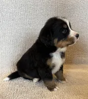 Hunter, a male Bernese Mountain Dog for sale in Stickney, SD – Photo 5 of 6