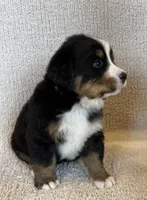 Hunter, a male Bernese Mountain Dog for sale in Stickney, SD – Photo 3 of 6