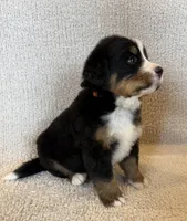 Hunter, a male Bernese Mountain Dog for sale in Stickney, SD – Photo 6 of 6