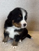 Hunter, a male Bernese Mountain Dog for sale in Stickney, SD – Photo 2 of 6