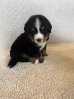 Grey, a male Bernese Mountain Dog for sale in Stickney, SD – Photo 6 of 10