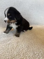Grey, a male Bernese Mountain Dog for sale in Stickney, SD – Photo 5 of 10