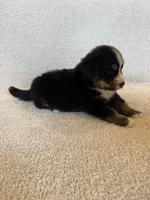 Grey, a male Bernese Mountain Dog for sale in Stickney, SD – Photo 9 of 10