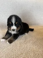 Grey, a male Bernese Mountain Dog for sale in Stickney, SD – Photo 7 of 10