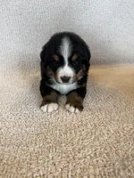 Grey, a male Bernese Mountain Dog for sale in Stickney, SD – Photo 8 of 10