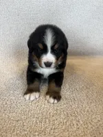 Grey, a male Bernese Mountain Dog for sale in Stickney, SD – Photo 2 of 10