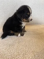 Grey, a male Bernese Mountain Dog for sale in Stickney, SD – Photo 10 of 10