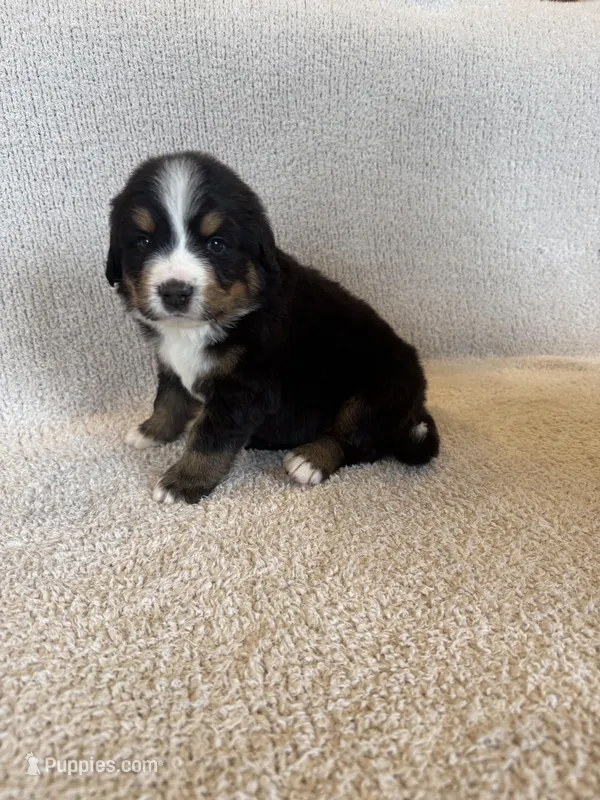 Grey – Bernese Mountain Dog puppy for sale in Stickney, SD