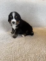 Grey, a male Bernese Mountain Dog for sale in Stickney, SD – Photo 1 of 10