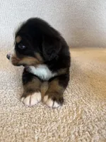 Grey, a male Bernese Mountain Dog for sale in Stickney, SD – Photo 4 of 10