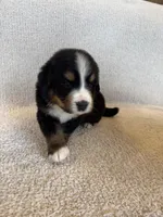 Grey, a male Bernese Mountain Dog for sale in Stickney, SD – Photo 3 of 10