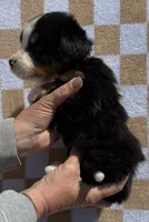Pink, a female Bernese Mountain Dog for sale in Stickney, SD – 4 of 6
