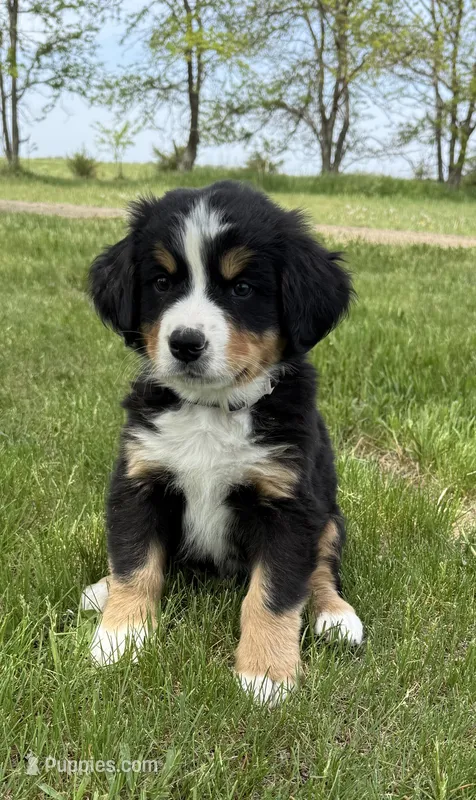 Mr Black – Bernese Mountain Dog puppy for sale in Stickney, SD
