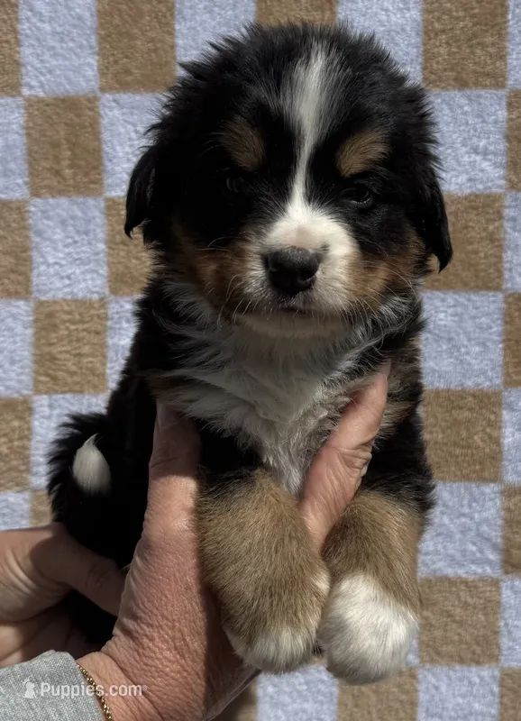 Tex – Bernese Mountain Dog puppy for sale in Stickney, SD