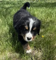 Aztec, a male Bernese Mountain Dog for sale in Stickney, SD – 8 of 8