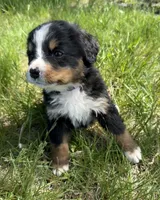 Flo, a female Bernese Mountain Dog for sale in Stickney, SD – 5 of 10