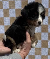 Charlie, a male Bernese Mountain Dog for sale in Stickney, SD – 2 of 6