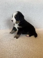 Sunny, a male Bernese Mountain Dog for sale in Stickney, SD – Photo 7 of 10