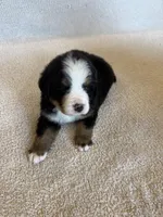 Sunny, a male Bernese Mountain Dog for sale in Stickney, SD – Photo 9 of 10