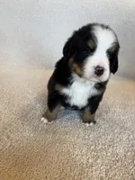 Sunny, a male Bernese Mountain Dog for sale in Stickney, SD – Photo 5 of 10