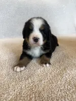 Sunny, a male Bernese Mountain Dog for sale in Stickney, SD – Photo 2 of 10