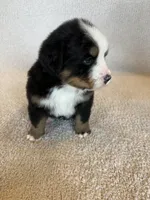 Sunny, a male Bernese Mountain Dog for sale in Stickney, SD – Photo 3 of 10