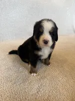 Sunny, a male Bernese Mountain Dog for sale in Stickney, SD – Photo 6 of 10