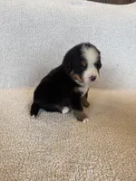 Sunny, a male Bernese Mountain Dog for sale in Stickney, SD – Photo 8 of 10