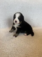 Sunny, a male Bernese Mountain Dog for sale in Stickney, SD – Photo 10 of 10