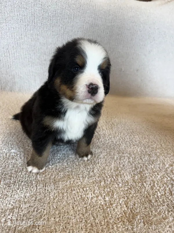 Sunny – Bernese Mountain Dog puppy for sale in Stickney, SD