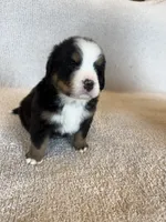 Sunny, a male Bernese Mountain Dog for sale in Stickney, SD – Photo 1 of 10