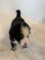 Sunny, a male Bernese Mountain Dog for sale in Stickney, SD – Photo 4 of 10