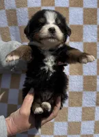 Denim, a male Bernese Mountain Dog for sale in Stickney, SD – 4 of 5