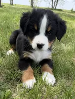 Pink, a female Bernese Mountain Dog for sale in Stickney, SD – 5 of 10