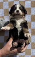 LB, a male Bernese Mountain Dog for sale in Stickney, SD – 2 of 5