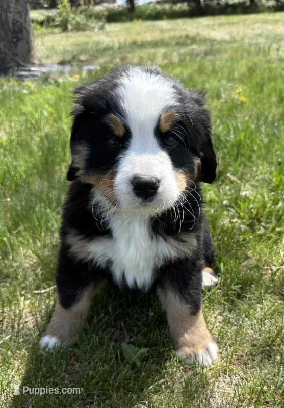 Sunny – Bernese Mountain Dog puppy for sale in Stickney, SD