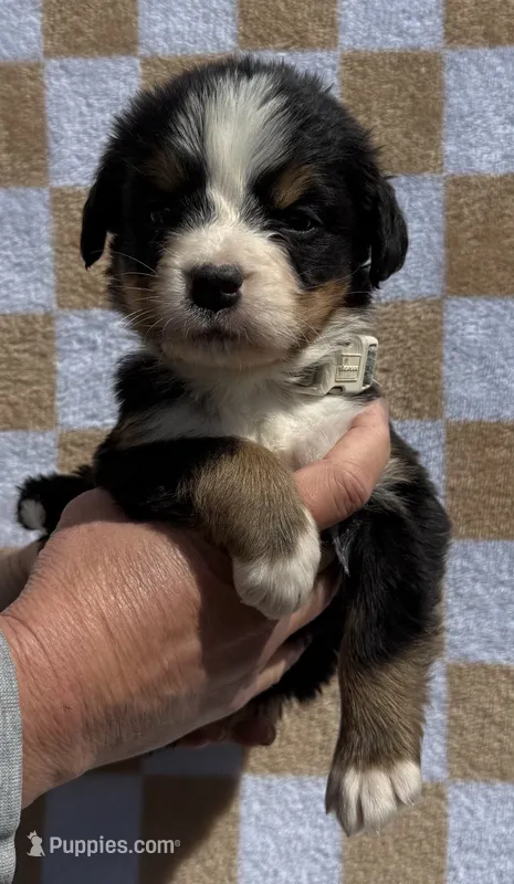 LB – Bernese Mountain Dog puppy for sale in Stickney, SD